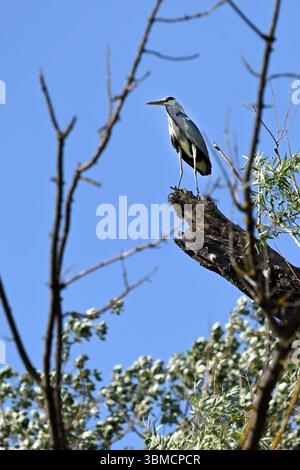 Majestätischer Graureiher hoch oben auf einem Baum am kleinen Donaufluss, vor blauem Himmel, Great Roye Island, Slowakei, in vertikaler Form Stockfoto