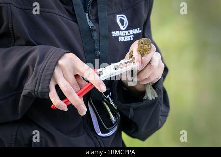 18/06/25 juvenile robin. Im sanften Licht eines frühen Mittsommermorgens beginnt das Vogelklingeln an einem ehemaligen Kohlebergbau im Herzen der Nati Stockfoto