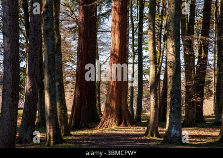 Rote Holzbäume, die sich zwischen Douglasien und anderen Bäumen verstecken. The Sculpture Park, Lake Vyrnwy, Powys, Wales Vereinigtes Königreich Stockfoto