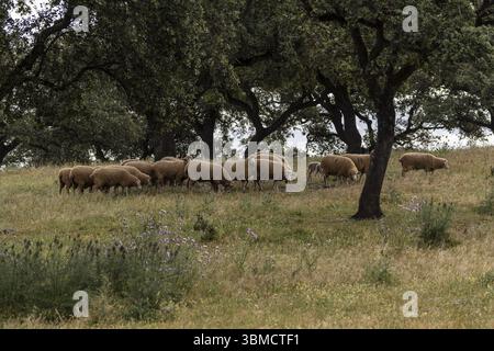 Schafherde Merina aus Grazalema auf typischer Weide, in der Nähe von Valverde del Camino, Campina Andevalo Commonwealth, Huelva, Andalusien, Spanien, Europa Stockfoto