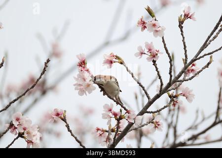 Der Passer cinnamomeus, auch Zimt oder Zimtbaum-Spatz genannt, ist ein Passerinvogel der Familie der Spatzen Passeridae. Dies Stockfoto