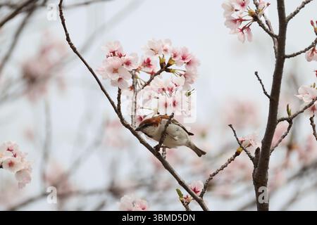 Der Passer cinnamomeus, auch Zimt oder Zimtbaum-Spatz genannt, ist ein Passerinvogel der Familie der Spatzen Passeridae. Dies Stockfoto
