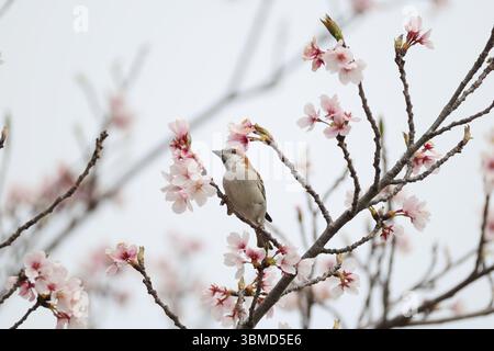 Der Passer cinnamomeus, auch Zimt oder Zimtbaum-Spatz genannt, ist ein Passerinvogel der Familie der Spatzen Passeridae. Dies Stockfoto