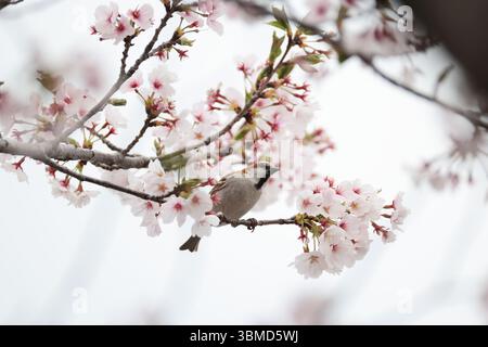 Der Passer cinnamomeus, auch Zimt oder Zimtbaum-Spatz genannt, ist ein Passerinvogel der Familie der Spatzen Passeridae. Dies Stockfoto