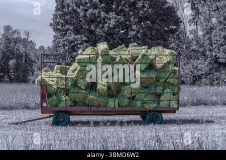 Heu-Ballen – frisch gepresste Ballen Stockfoto