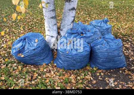 Blaue Müllsäcke gefüllt mit Blättern auf einer Wiese mit Herbstblättern bei einer Birke, Offenbach am Main, Hessen, Deutschland, Europa Stockfoto