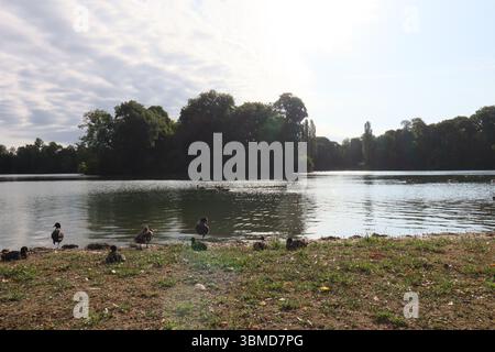 MÜNCHEN - 24. JUNI 2025: Enten ruhen am Ufer des Kleinhesseloher Sees im Englischen Garten unter teilweise bewölktem Himmel Stockfoto