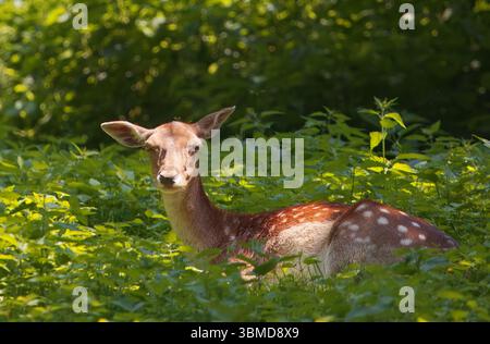 Ein heiteres Bild eines gefleckten weiblichen europäischen Damhirsches, Dama Dama, der inmitten üppiger grüner Pflanzen unter der Sonne in einem Wald ruht. Stockfoto