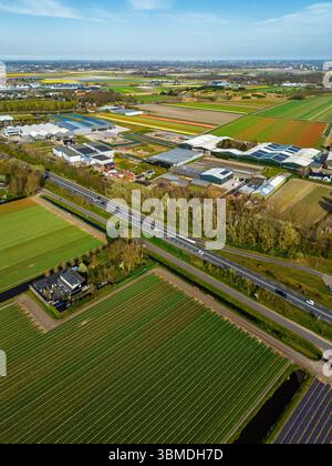 Aus der Vogelperspektive pulsierende Tulpenfelder in voller Blüte mit farbenfrohen Blumenreihen in einer ländlichen Landschaft, mit nahe gelegenen Straßen, Farmen und einem weit entfernten t t Stockfoto