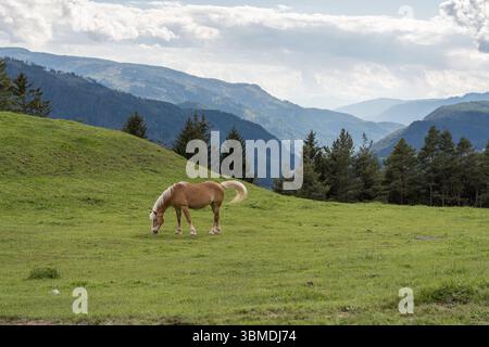 Haflinger-Pferd weidet auf grüner Almwiese mit Wald- und Berglandschaft im Hintergrund. Hochwertige Fotos Stockfoto