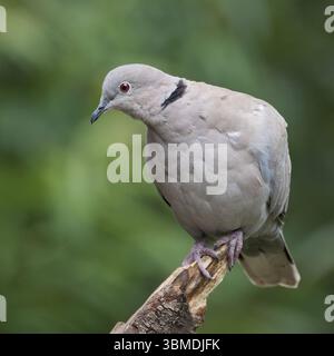 Ein Nahporträt einer Taube mit Kragen, Streptopelia Decocto. Steht auf einem Beitrag vor einem natürlichen, unscharfen Hintergrund mit Platz für Textkopien Stockfoto