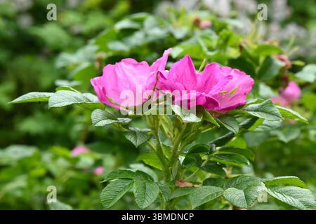 Hellrosa einzelne Blüten der Hybrid Rugosa Rose, rosa Scarbrosa UK Garten Juni Stockfoto