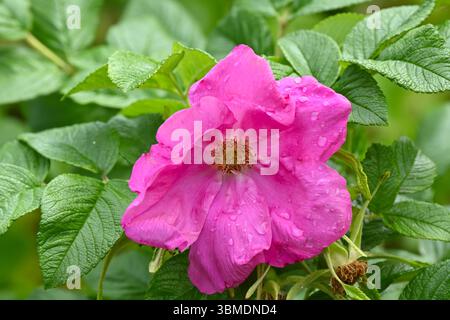 Hellrosa einzelne Blüten der Hybrid Rugosa Rose, rosa Scarbrosa UK Garten Juni Stockfoto