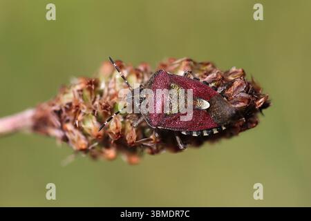 Hairy Shieldbug alias Sloe Bug Dolycoris baccarum Stockfoto