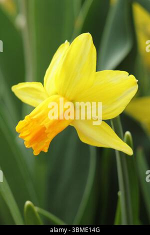 Narcissus Jetfire, ein hellgelber, zierlicher Cyclamineus-Narzissen, der im April blüht. UK Stockfoto