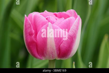 Tulpe. Tulipa Vogue. Tulip Vogue, eine doppelte spätblühende Sorte, die im April blüht. UK Stockfoto