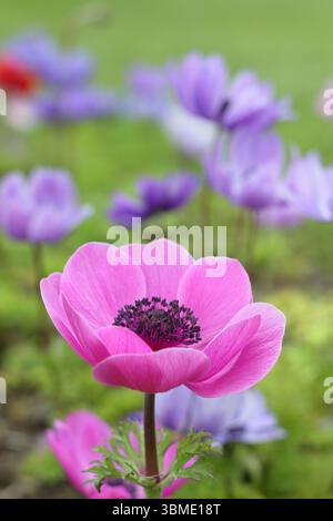 Anemone coronaria de Caen Group in gemischten Farben, blüht in einer Frühlingsgartengrenze. UK Stockfoto