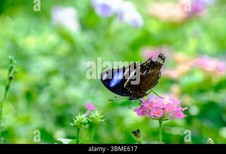 Eine lebendige Nahaufnahme fängt einen Blaumond-Schmetterling (Hypolimnas misippus) ein, der sich anmutig von Nektar aus zarten rosa Blüten ernährt. Die komplizierten Details Stockfoto