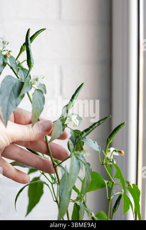 Grüne Schoten rote, heiße Chilischoten auf einem Busch auf einer Fensterbank. Paprika zu Hause anbauen. Stockfoto