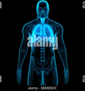 Menschliche Atmungssystem Lungen Anatomie Stockfoto