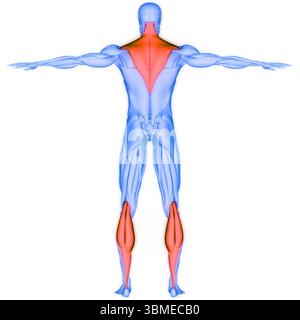 Anatomie des menschlichen Muskelsystems Trapez- und Gastrocnemiusmuskulatur Stockfoto