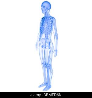 Menschliches Skelett System Knochen Gelenke Anatomie Stockfoto