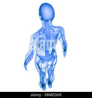 Menschliches Skelett System Knochen Gelenke Anatomie Stockfoto