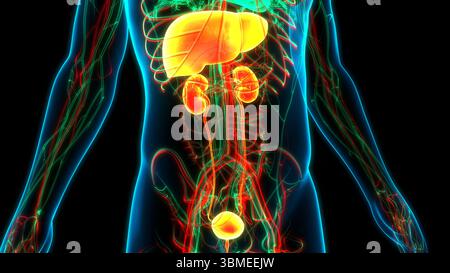 Menschliches internes Harnsystem mit Leberanatomie Stockfoto