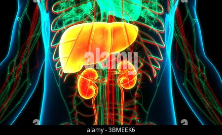 Menschliches internes Harnsystem mit Leberanatomie Stockfoto