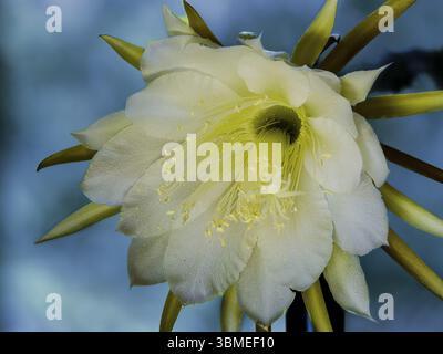 Knig Der Nacht Blume