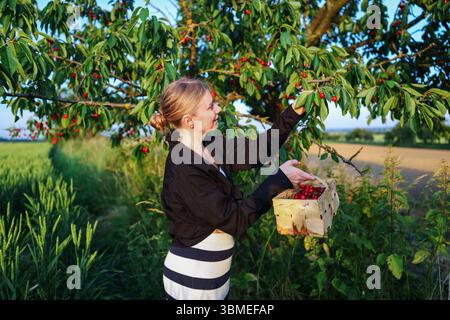 Die Frau sammelt süße Kirschen im ländlichen Obstgarten. Stockfoto