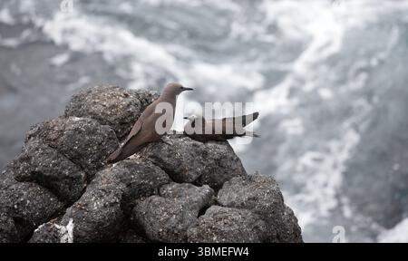Der braune Noddy oder gewöhnliche Noddy (Anous stolidus), die Insel Plaza Sur, die Galapagos-Inseln, Ecuador. Stockfoto