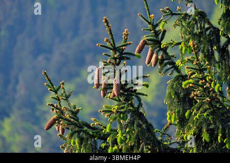 Frankreich, Bas Rhin, Ottrott, Mont-Sainte-Odile, Forest, Fichte (Picea abies), weibliche Kegel Stockfoto