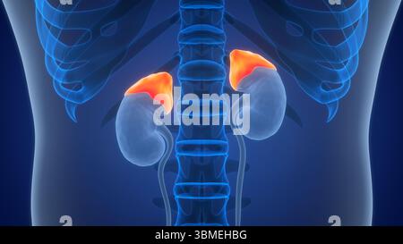 Menschliche Körperdrüsen Nebennierenanatomie Stockfoto
