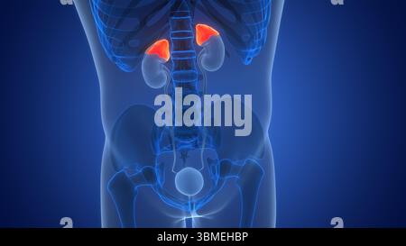 Menschliche Körperdrüsen Nebennierenanatomie Stockfoto