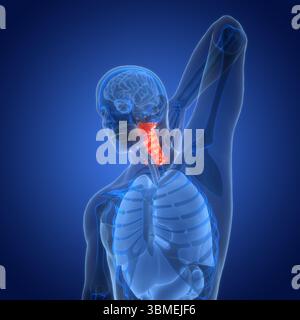Menschliches Leiden mit starken Schmerzen in der Halswirbelanatomie Stockfoto