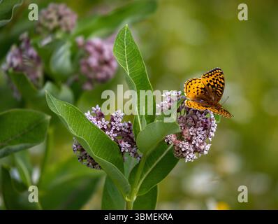 Fritillarischer Schmetterling, der auf Sommerwiese gewöhnliche Milchkräuterblüten ernährt Stockfoto