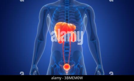 Menschliches internes Harnsystem mit Leberanatomie Stockfoto