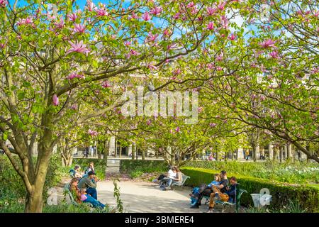 Frankreich, Paris, der Palais Royal Garten, Magnolie in Blüte Stockfoto