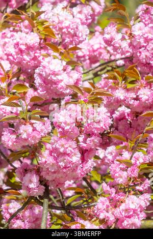 Frankreich, Paris, Parc des Buttes Chaumont und ein Kirschbaum in Blüte Stockfoto
