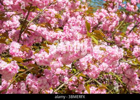 Frankreich, Paris, Parc des Buttes Chaumont und ein Kirschbaum in Blüte Stockfoto