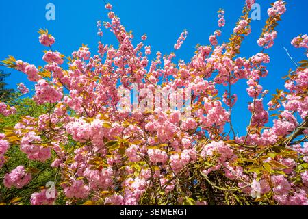 Frankreich, Paris, Parc des Buttes Chaumont und ein Kirschbaum in Blüte Stockfoto