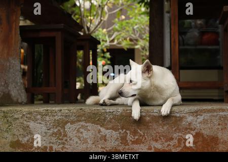 Niedlicher weißer Hund, der draußen auf einer Steinoberfläche liegt Stockfoto