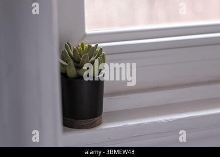 Sukkulenten in einem schwarzen Keramikblumentopf, der auf einer weißen Fensterbank sitzt. Stockfoto
