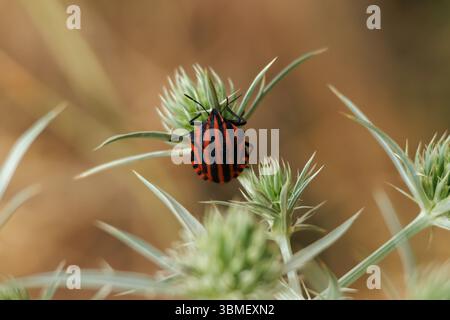 Gestreifte Stinkwanze Graphosoma lineatum auf Eryngium campestrum paniculate Pflanze mit negativem Raum und selektivem Fokus, Alcoy, Spanien Stockfoto