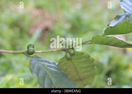 Nahaufnahme von unreifen grünen Kaffeekirschen, die auf einem Zweig mit üppigen Blättern auf einer ländlichen Kaffeefarm in Bangladesch wachsen. Stockfoto