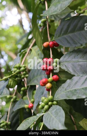 Nahaufnahme reifender Kaffeekirschen auf einem Zweig mit grünen Blättern auf einer Kaffeeplantage in Bangladesch Stockfoto