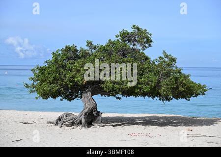 Aruba, Noord - berühmter Fofoti Baum am Adlerstrand mit Herz aus Rosen am Boden Stockfoto