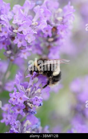 Biene auf Lavendel. Hummel auf Lavendula angustifolia Twickel Purple Ende Juni. UK Stockfoto