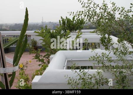 Ein ruhiger Garten auf der Dachterrasse mit lebhaftem Grün. Verschiedene Pflanzen, darunter Drachenkaktus, Guave-Bäume und Ziersträucher. Stockfoto